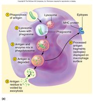 Antigen processing and presentation