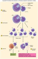 T cell activation and differentiation