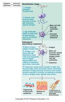 Allergic response mechanism