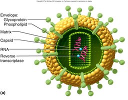 HIV virus structure
