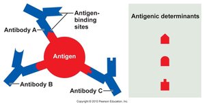 Antigenic determinants and antibody binding sites