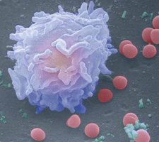 B lymphocyte (B cell) under microscope