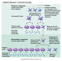 Humoral immunity response diagram