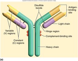 Antibody structure diagram
