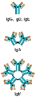 Antibody classes: IgG, IgA, IgM