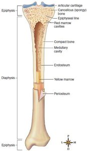 Longitudinal section of a long bone