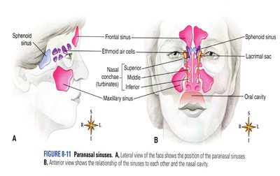 Paranasal sinuses in the skull