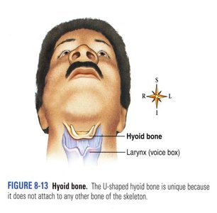 Hyoid bone location in the neck