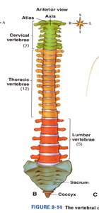 Vertebral column with labeled regions