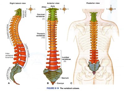 Multiple views of the vertebral column