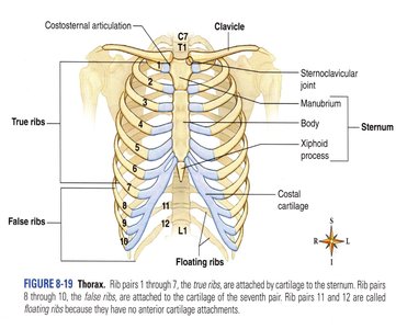 Thorax showing ribs and sternum