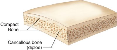 Section of a flat bone showing compact and cancellous bone