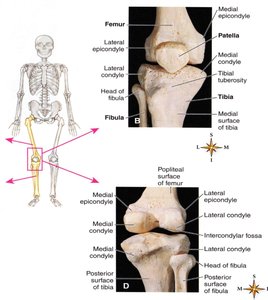 Bones of the knee joint