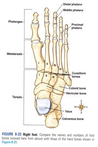 Bones of the right foot