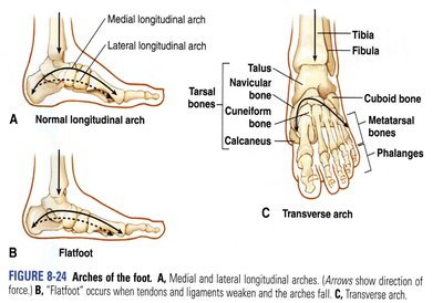 Arches of the foot