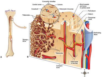 Microscopic structure of bone showing osteons and spongy bone