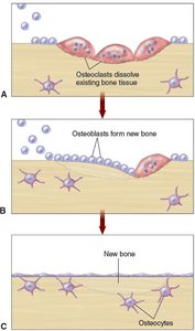 Bone formation and resorption by osteoclasts and osteoblasts