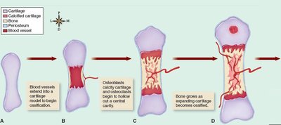 Stages of endochondral ossification