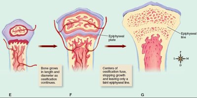 Further stages of endochondral ossification showing epiphyseal plate and line