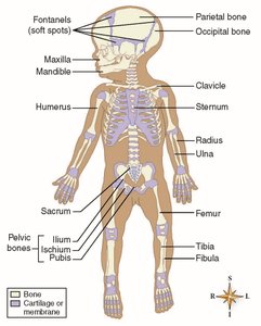 Skeletal development in a newborn showing bone and cartilage