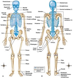 Human skeleton showing axial and appendicular divisions