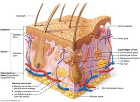 Diagram of skin regions and structures