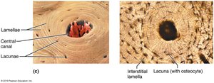 Microscopic view of osteon and lamellae