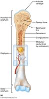 Diagram of long bone structure