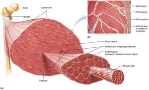 Diagram of muscle layers and connective tissue sheaths