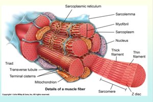 Detailed diagram of muscle fiber subcellular structures