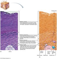 Histological section of epidermal layers