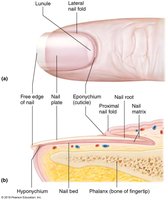 Diagram of nail structures