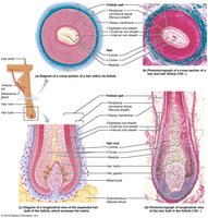 Diagram of hair shaft layers