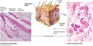 Histological and anatomical images of sebaceous and eccrine glands