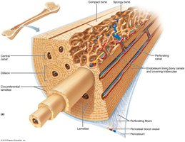 Diagram of bone histology showing lamellae and periosteum