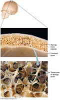 Close-up of trabeculae in spongy bone