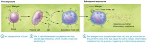 Type I hypersensitivity response diagram