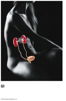 Urinary system diagram