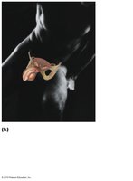 Male reproductive system diagram