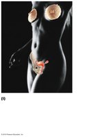 Female reproductive system diagram