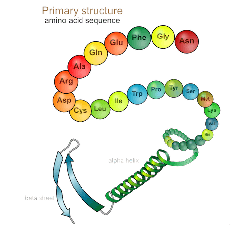 Primary structure of a protein (amino acid sequence)