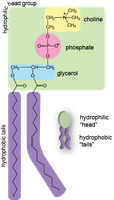 Phospholipid structure (lipid)