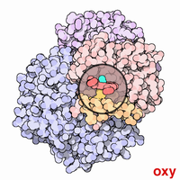 Hemoglobin structure (oxygen transport)