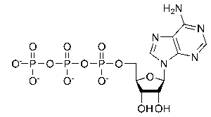 ATP molecule structure