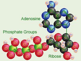 ATP molecule structure (ball-and-stick model)