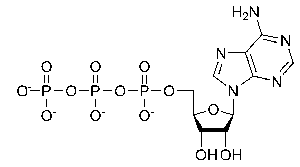ATP molecule structure (ball-and-stick model)