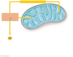 Glycolysis in the cytosol