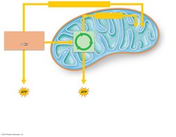 Krebs cycle in the mitochondria