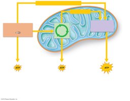 Electron transport chain and oxidative phosphorylation