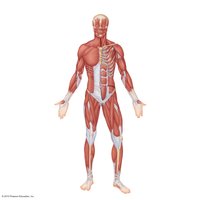 Muscular system diagram